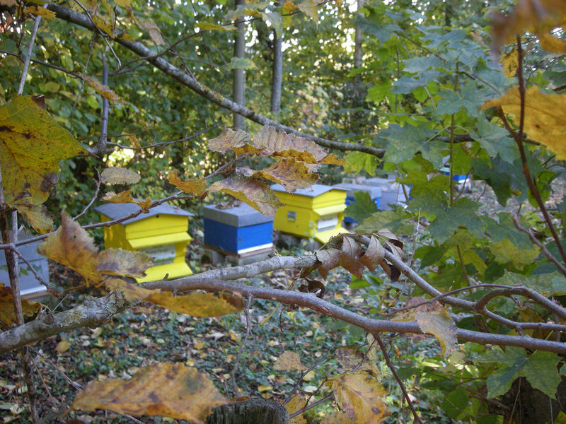 La ruche Brome Fierger